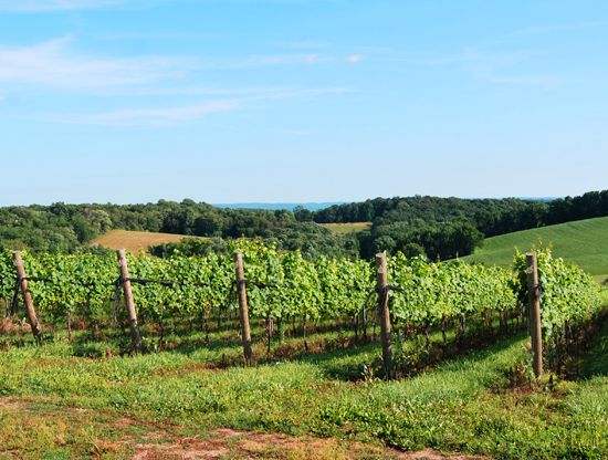 A scene from the vineyard